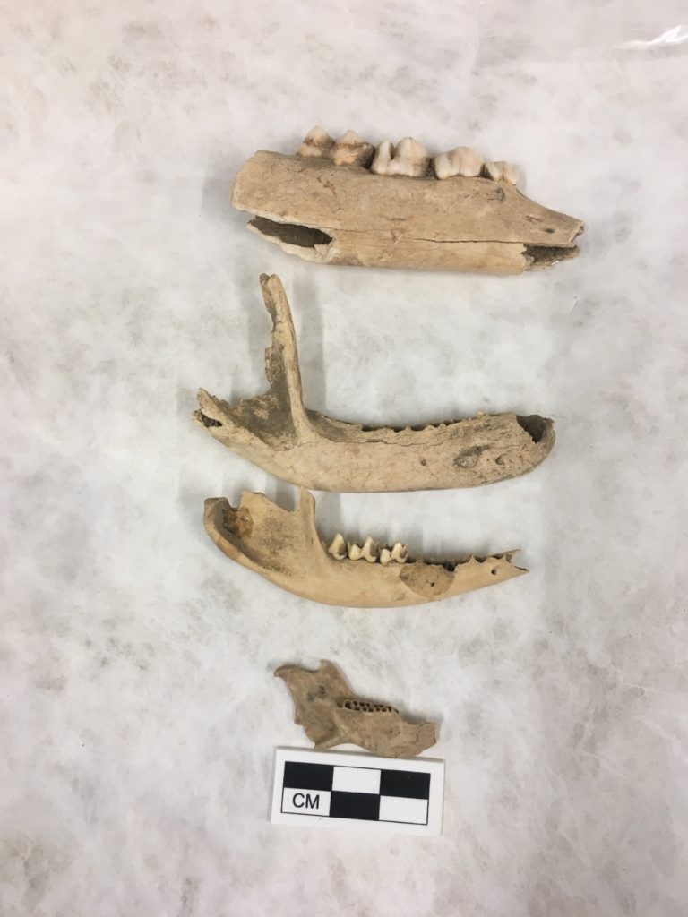 Multiple mandibles (jaw bones) in a line vertically