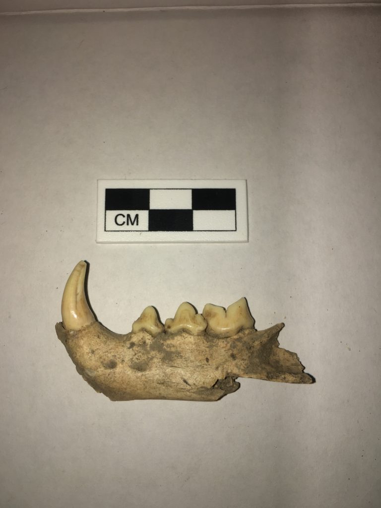 Image of the front of a bobcat jaw bone, has pointed front tooth