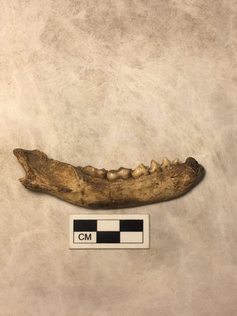 Raccoon jawbone on table, teeth are short but pointed